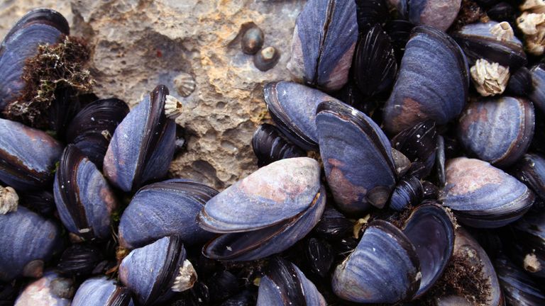 Underwater noise could impact the growth of mussels