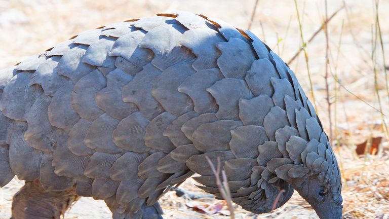 Close up view of a wild endangered Pangolin head and body - Hwange National Park, Zimbabwe