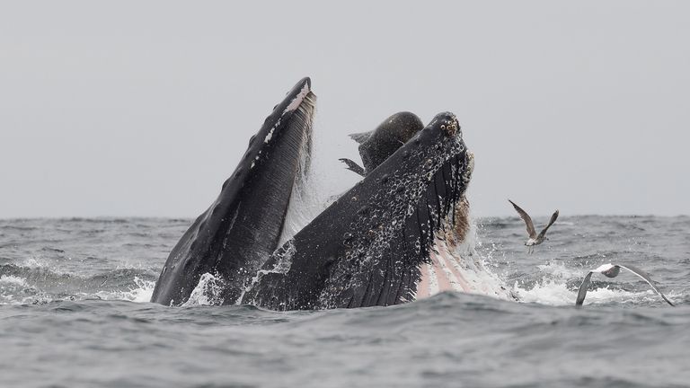 Incredible images show sea lion swallowed whole by humpback whale | US News  | Sky News