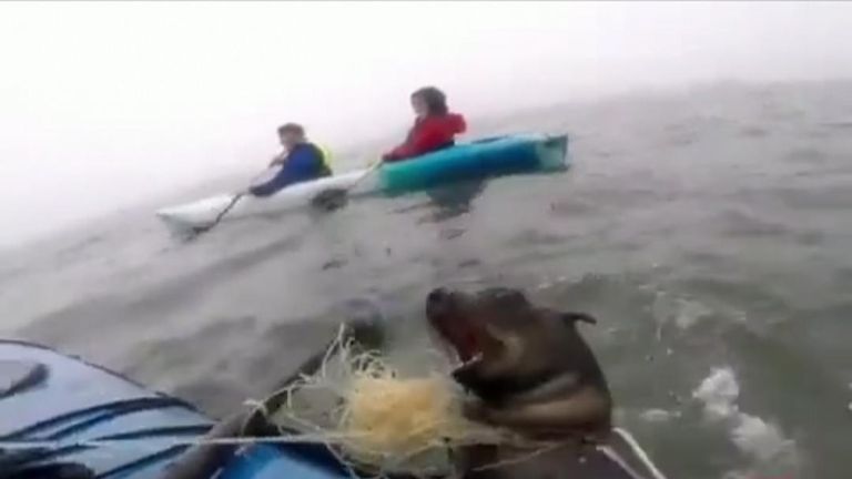 In two separate incidents, kayakers off Namibia freed two seal pups intertwined in fishing net, and an entangled adult seal