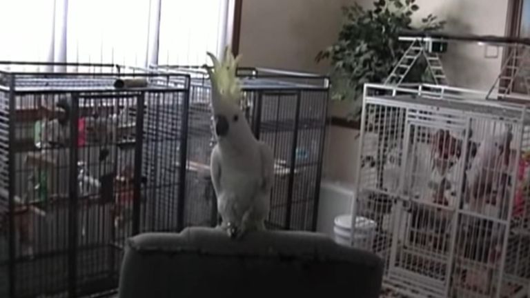 Snowball the cockatoo dazzles with his routine of head-bobs, foot-lifts, body-rolls, poses and headbanging. 