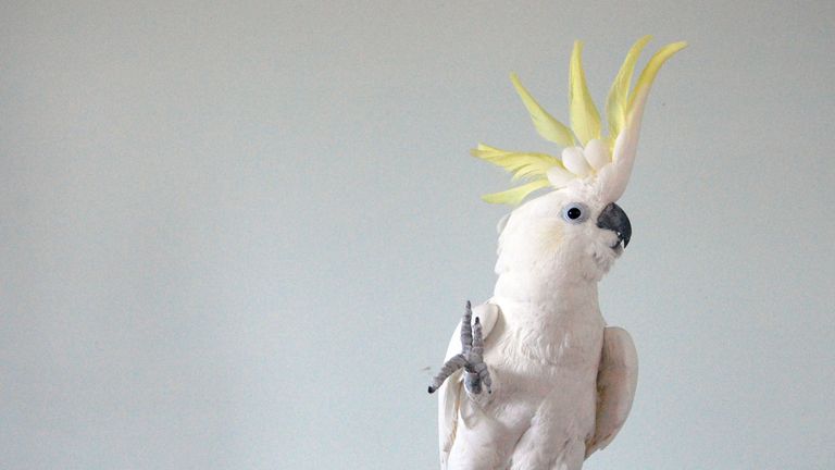 The bird has shown off 14 different dance moves to 1980s classics
