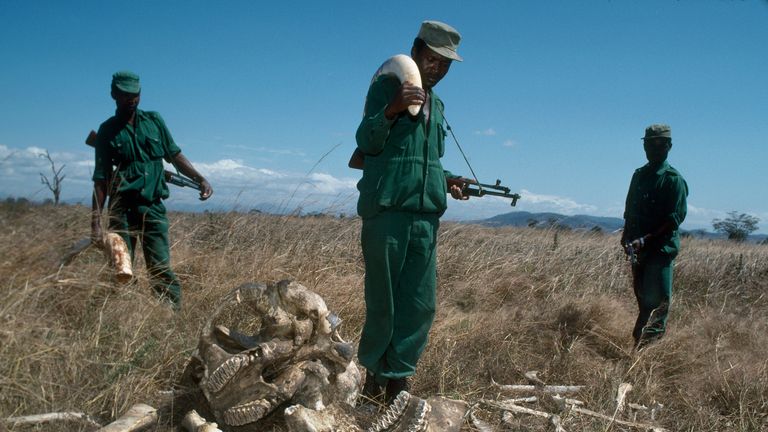 Demand for ivory in Asia triggered rampant poaching in Tanzania 