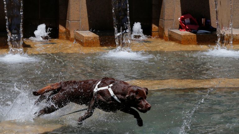 A very good boy named Keith enjoys the hot weather in Boston, Massachusetts