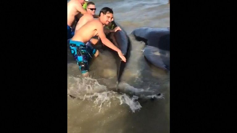 Nearly 50 pilot whales were helped back into the sea by holidaymakers after finding themselves stranded on a beach on St Simons Island in the United States.