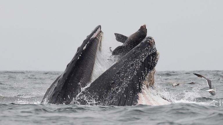 Whale. Pic: Magnus News Agency/ Chase Dekker