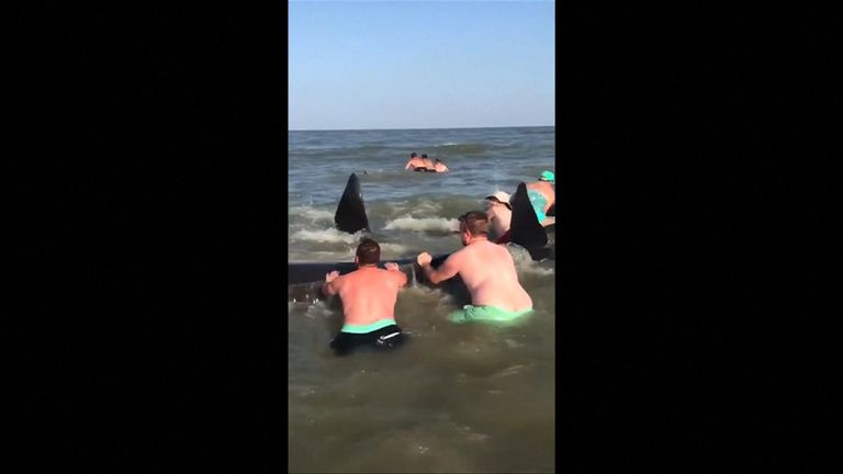 A pod of whales were rescued by holidaymakers after they became stranded on a beach on St Simons Island in the United States.