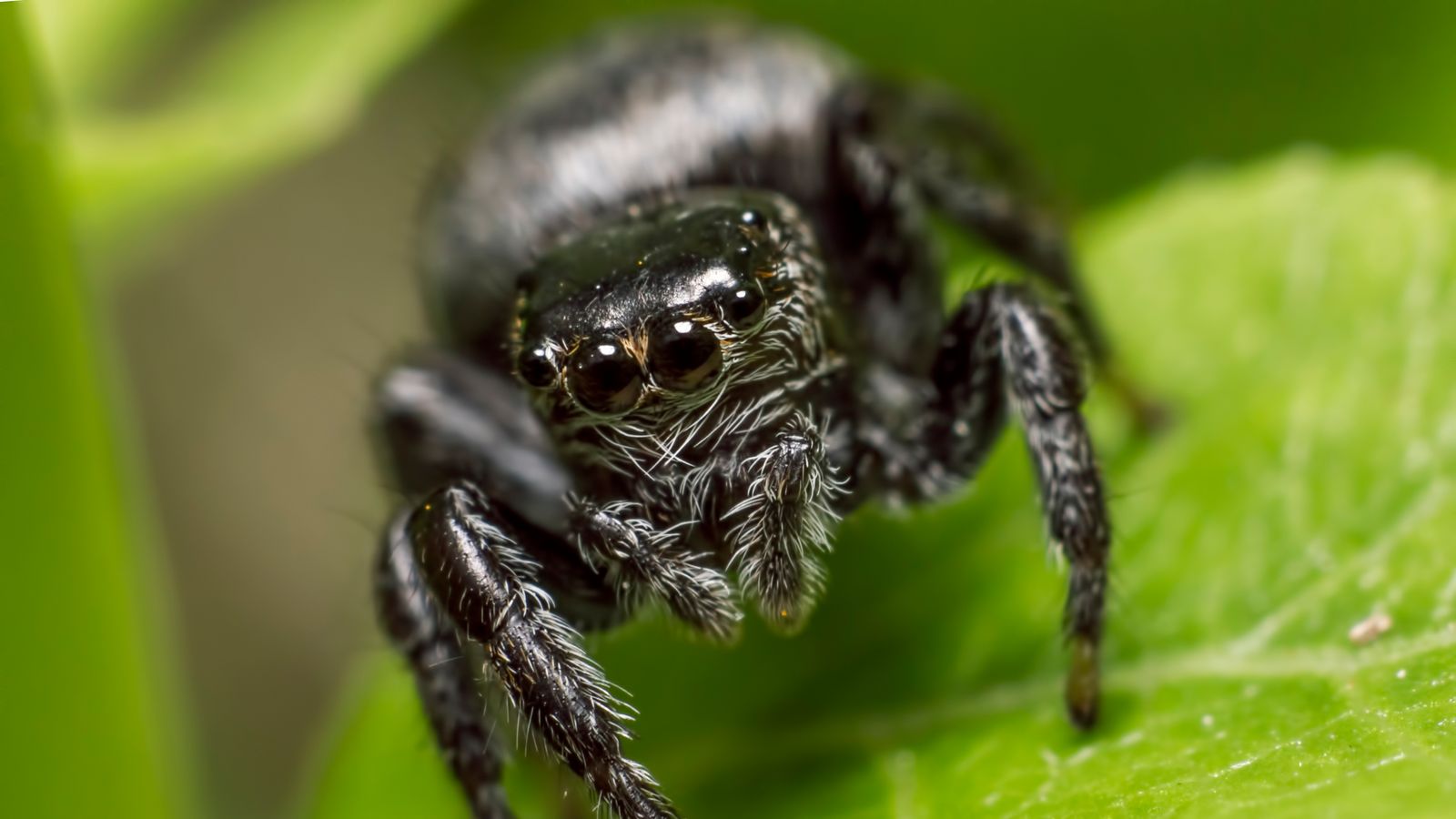 Scientists find a colorful jumping spider that is color blind •