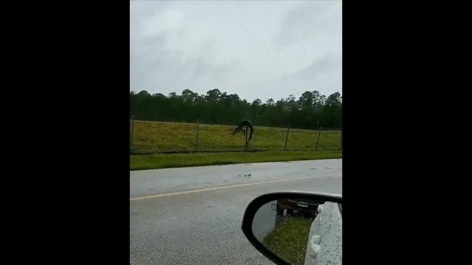 Alligator climbs fence in Florida 