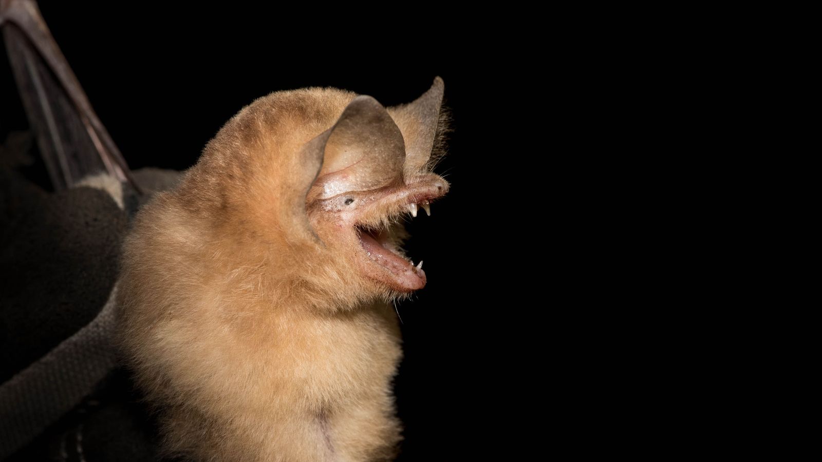 Rare bats get 'manicures' so numbers can be counted | World News | Sky News