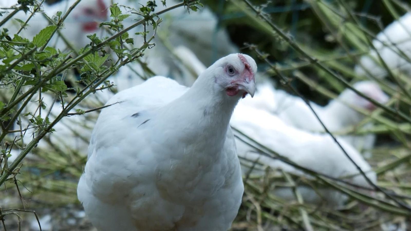 'No health problems with chlorinated chicken' Govt's chief scientific