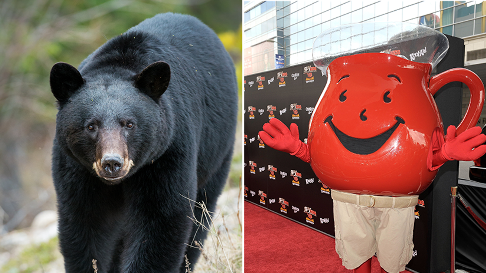 Black bear breaks into house in Colorado then leaves 'like the KoolAid