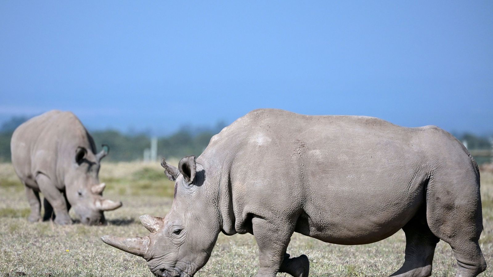 New hope for near-extinct northern white rhino as vets harvest eggs ...