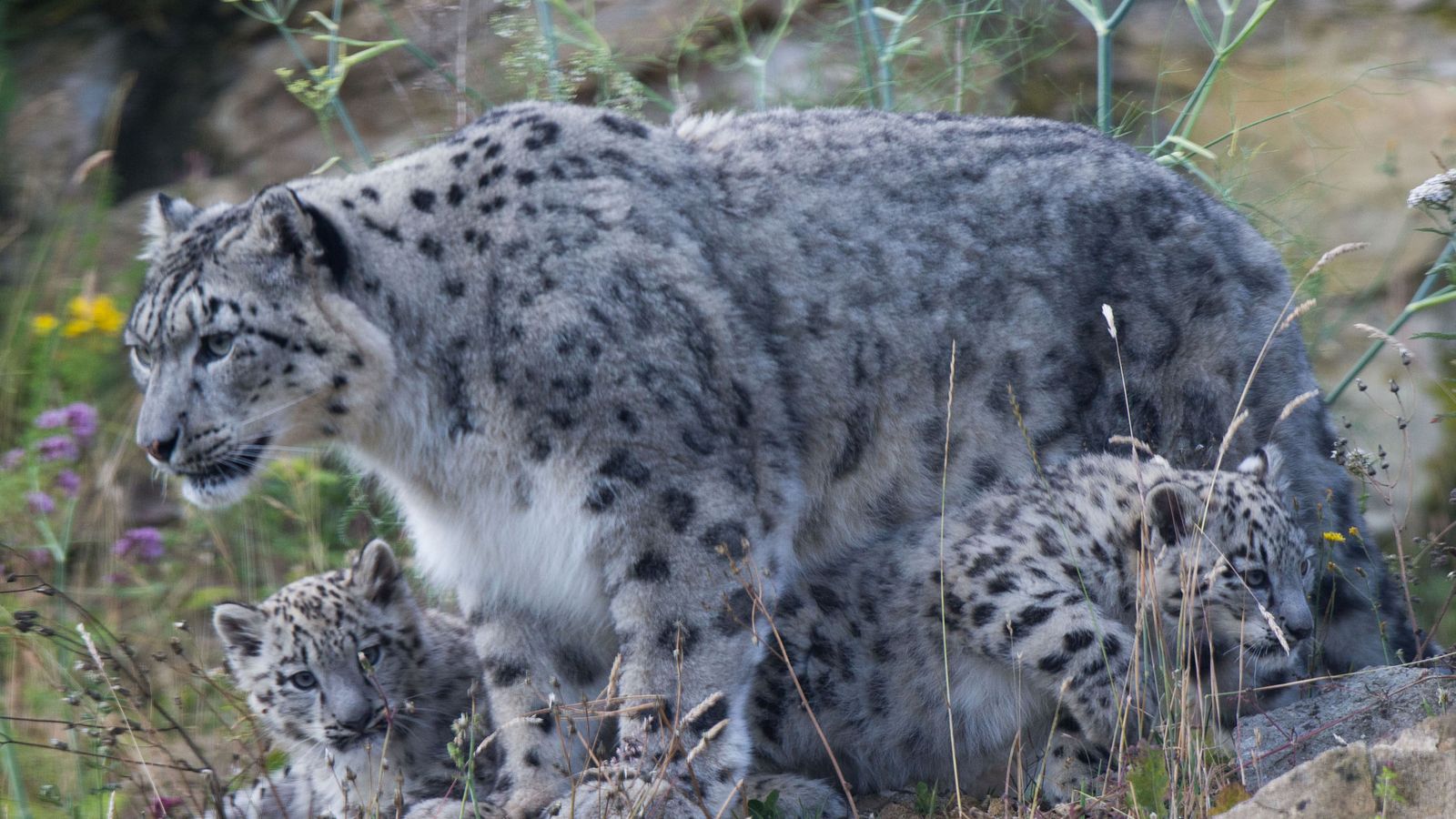 Snow leopard DNA helps develop 'pregnancy test' technique that
