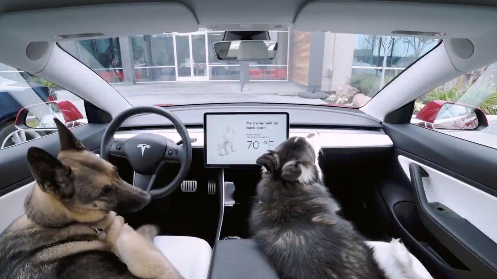 Elon Musk Tesla 'fixing' bug in Dog Mode air conditioning feature after pup owner's warning