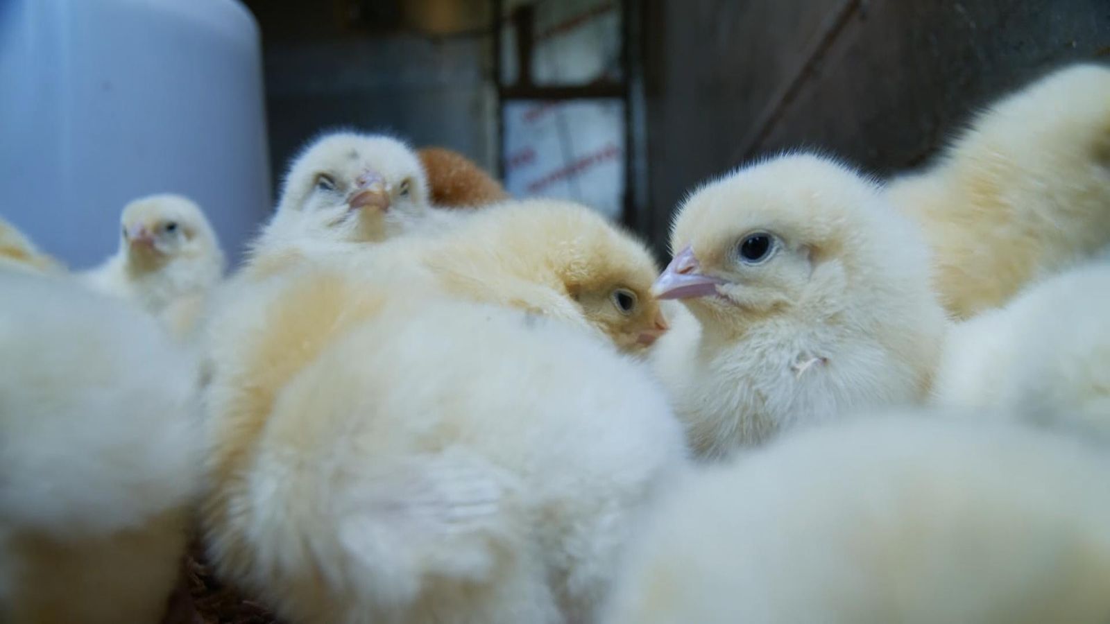 'No health problems with chlorinated chicken' Govt's chief scientific