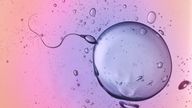 Sperm and Egg. Digital Composite.