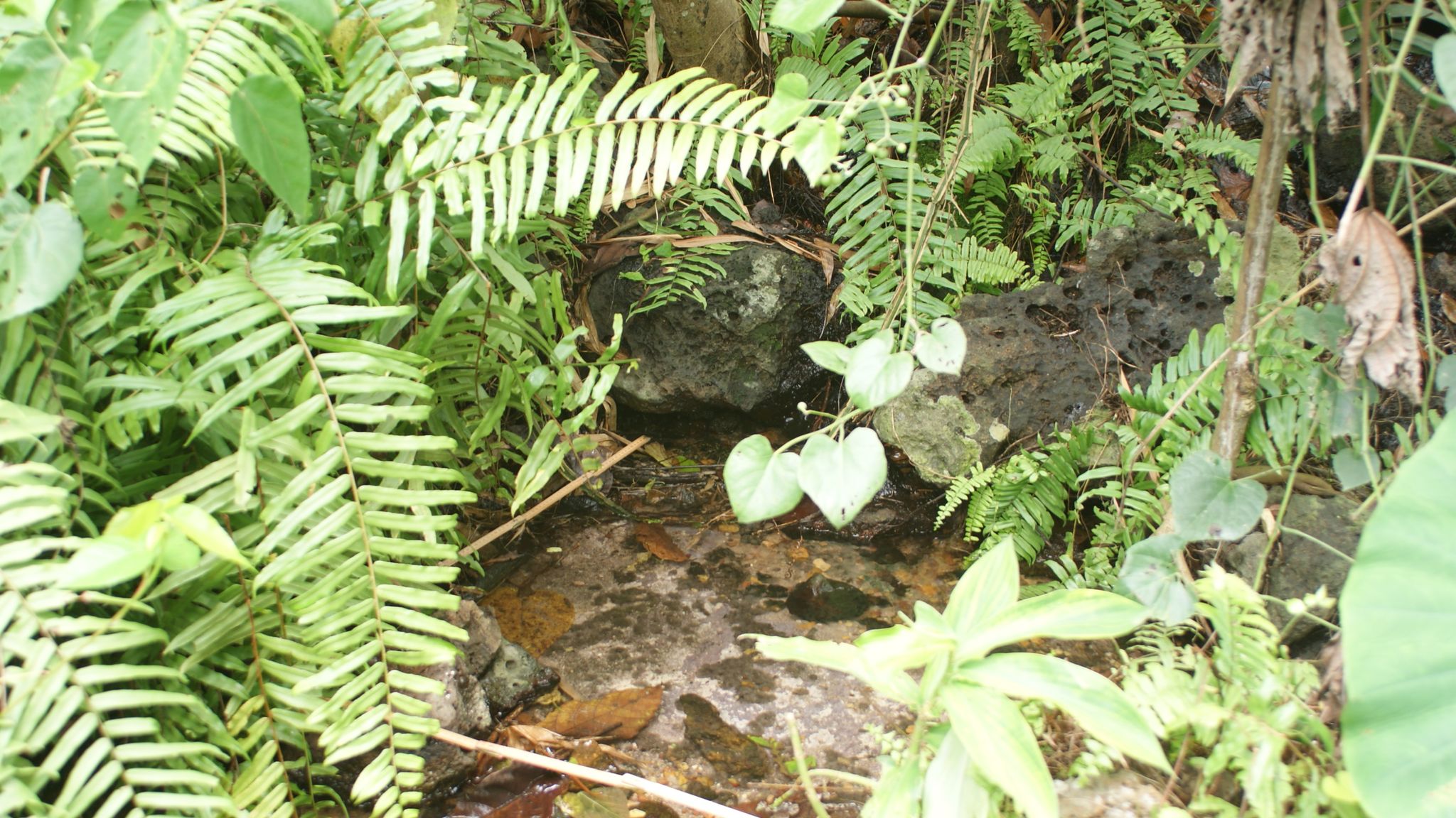 Frog the builder: Goliath amphibian moves rocks to make ponds for young ...