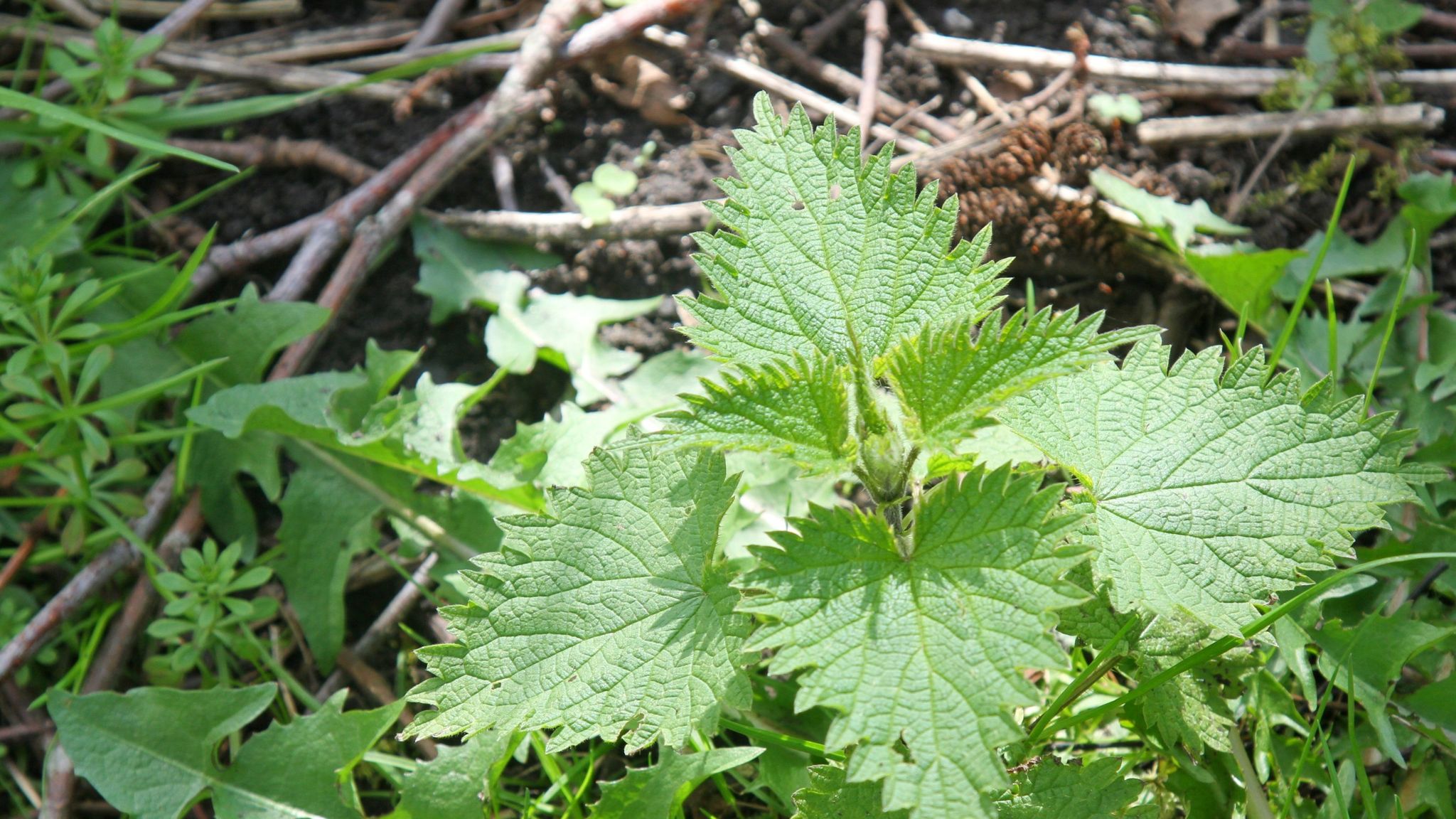 Half of British kids can't tell you what plant this is | UK News | Sky News