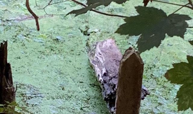 Make it snappy! Police tackle plastic crocodile in Devon swamp