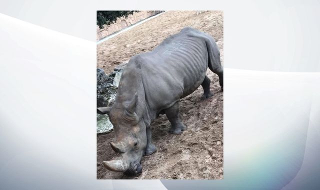 French zoo visitors scratch names into rhino's back