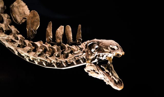 New stegosaurus discovered by British team in Morocco