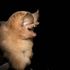 Bats get 'manicures' so numbers can be counted