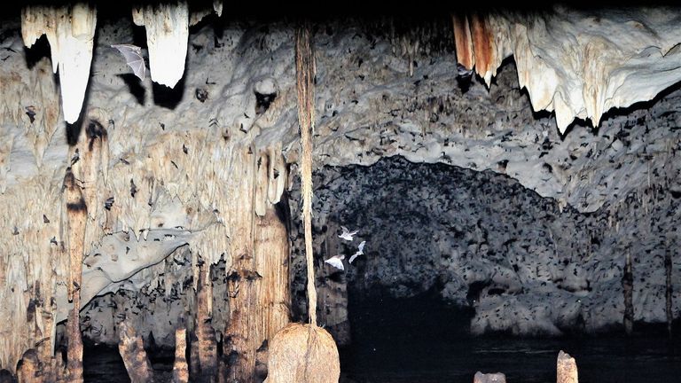 The funnel-eared bats live in hot caves
