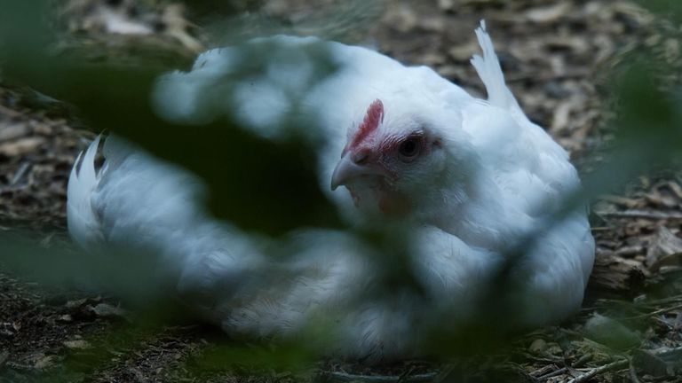 The issue with chlorinated chicken is a political one, said Defra&#39;s chief scientist