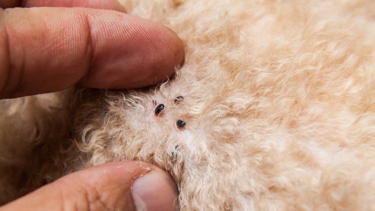 Signs of flea infection on a dog&#39;s fur