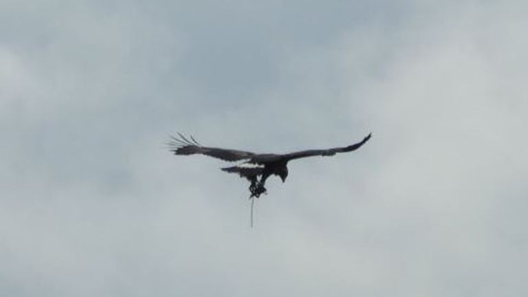 Golden Eagle Spotted Flying With Trap Dangling From Its Leg