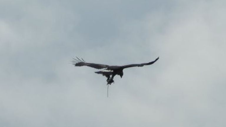 Golden Eagles South Of Scotland Golden Eagle Project