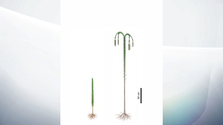 Reconstructions of lycopsid trees