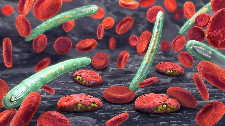 3D illustration of blood cells, plasmodium causing malaria illness