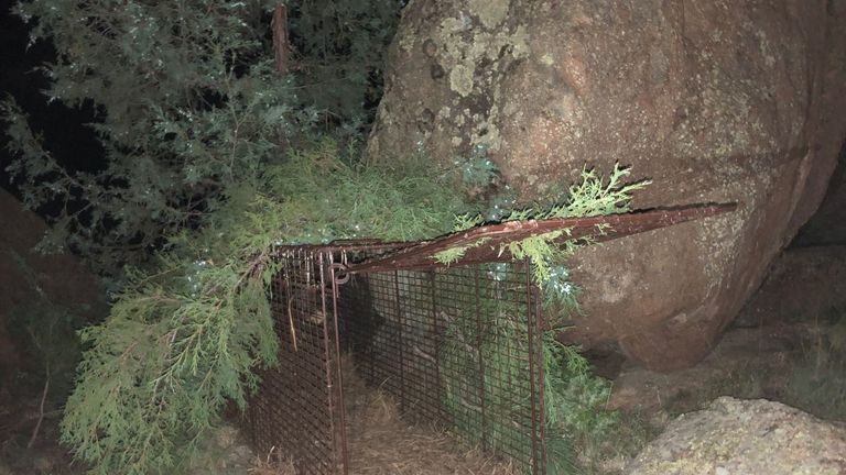 A trap set for a mountain lion that attacked a boy. Pic: Colorado Parks and Wildlife
