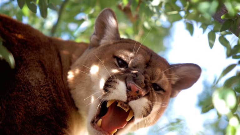 A mountain lion (Felis concolor), also known as a puma, is a stealthy visitor to the deserts