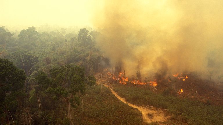 Aerial view of a fire in the rainforest.