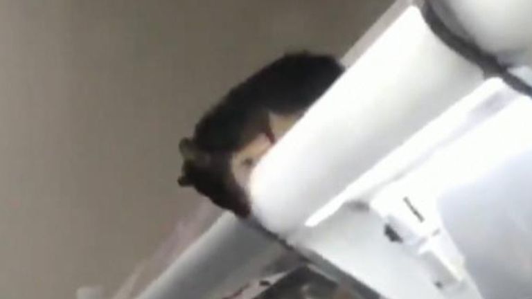 The rats are seen on top of the shelves. Pic: @y___ruki  