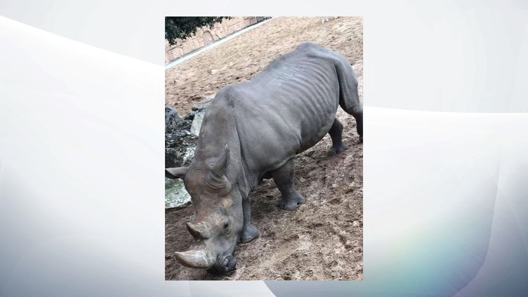 A rhino who had two zoo visitors&#39; named scratched onto its back. Pic: Royan News