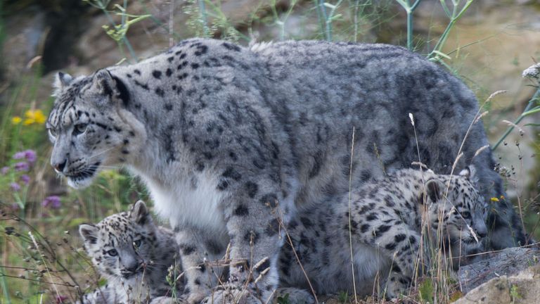 The DNA kit has been developed in the snow leopard