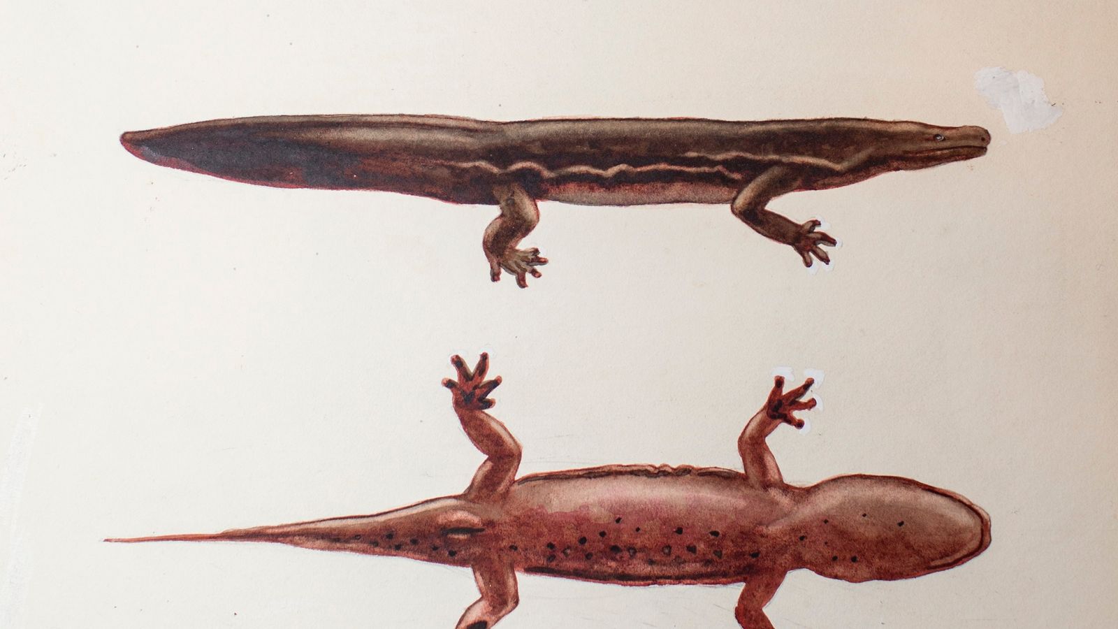 New Chinese giant salamander species is largest amphibian in the world