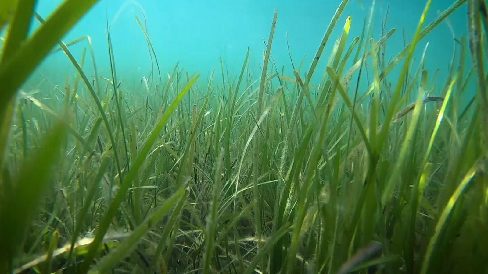 British seagrass could help tackle climate change - Sky News