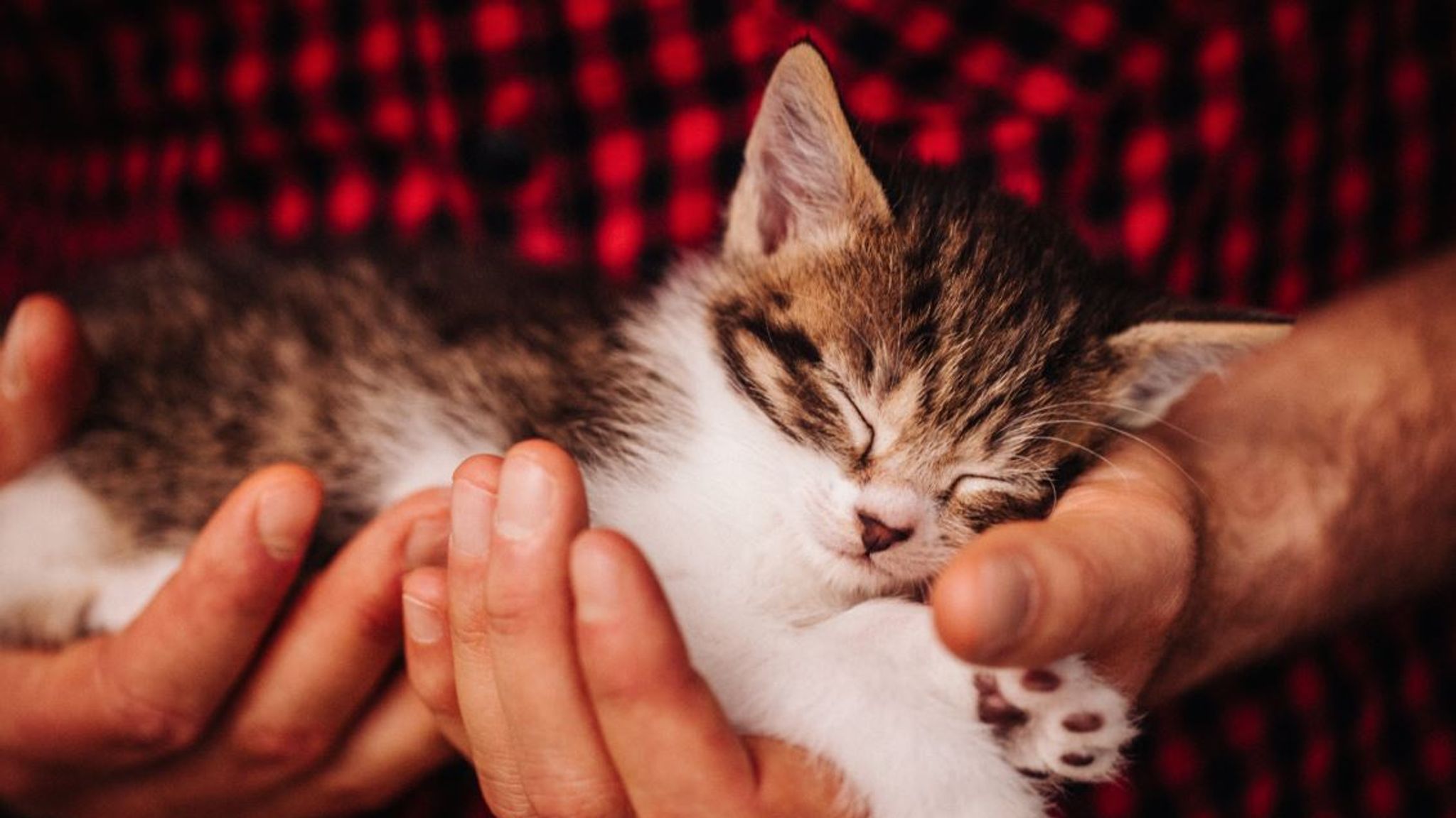 Every pet cat to be microchipped under Conservative plans Politics