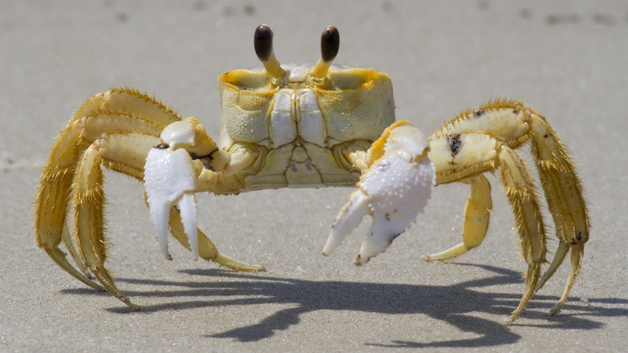 ghost crab length
