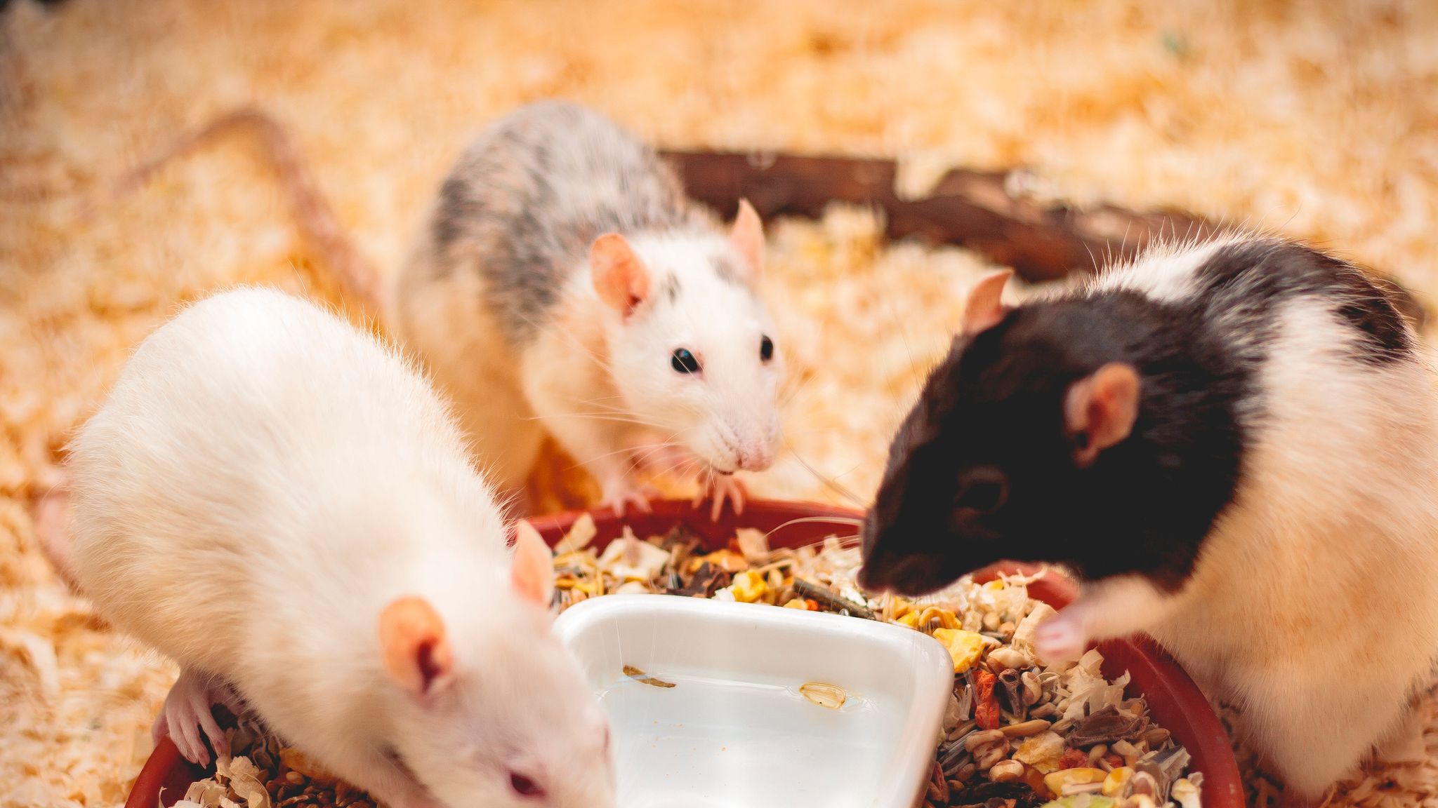 Hide and squeak Rats 'jump for joy' while playing game Science