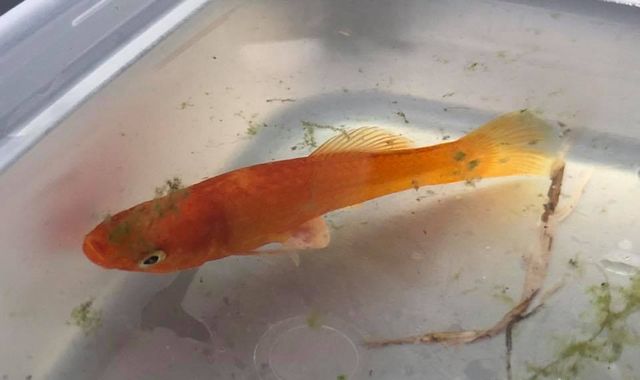 Miracle surgery saves tiny fish from cashing in her chips