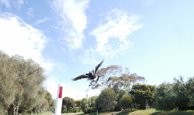 Cyclist dies after swerving to avoid swooping magpie in Australia