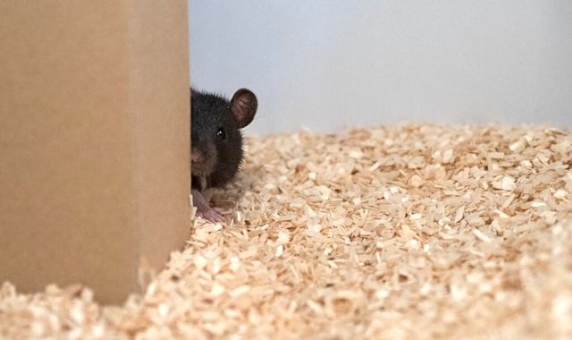 Hide and squeak: Rats 'jump for joy' while playing game