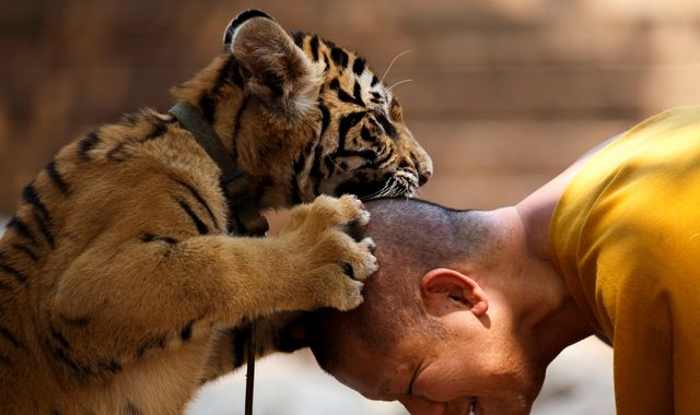 86 tigers rescued from Thailand temple die