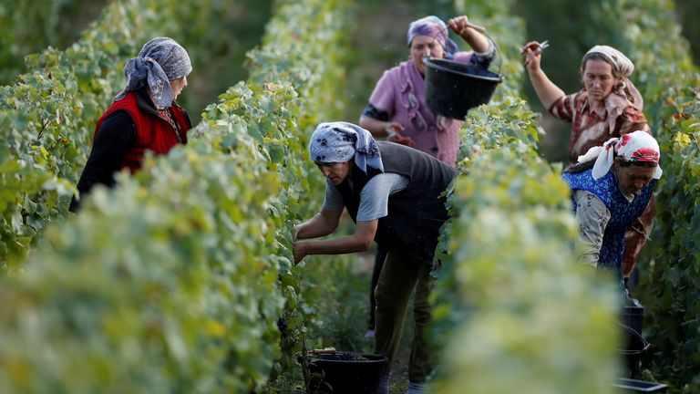 Des ouvriers récoltent des raisins dans un vignoble de Taittinger lors de la traditionnelle vendange du vin de Champagne à Pierry, près d'Epernay, en France, le 10 septembre 2019. Photo prise le 10 septembre 2019. REUTERS/Christian Hartmann TPX IMAGES DU JOUR